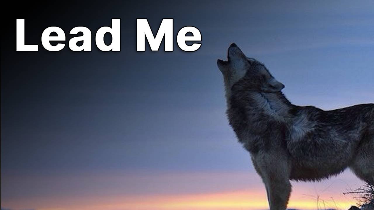 All dogs need a leader | Adam Rushing and Nikos Katsikanis