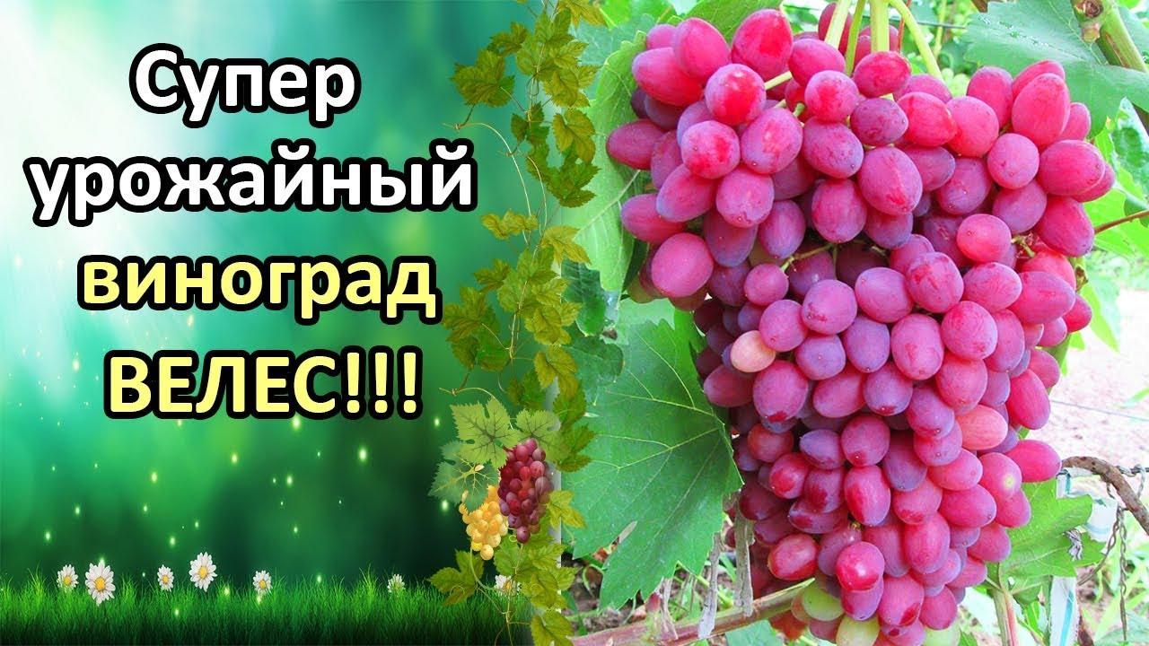 ВЕЛЕС - СУПЕР УРОЖАЙНЫЙ, РАННИЙ ВИНОГРАД! ХАРАКТЕРИСТИКА СОРТА, ОПИСАНИЕ, ОБЗОР, ОТЗЫВ.