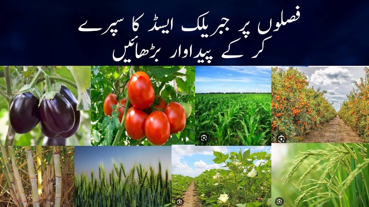 Gibberellic acid spray on agricultural crops | Improve crop yields by use of Gibberellic acid