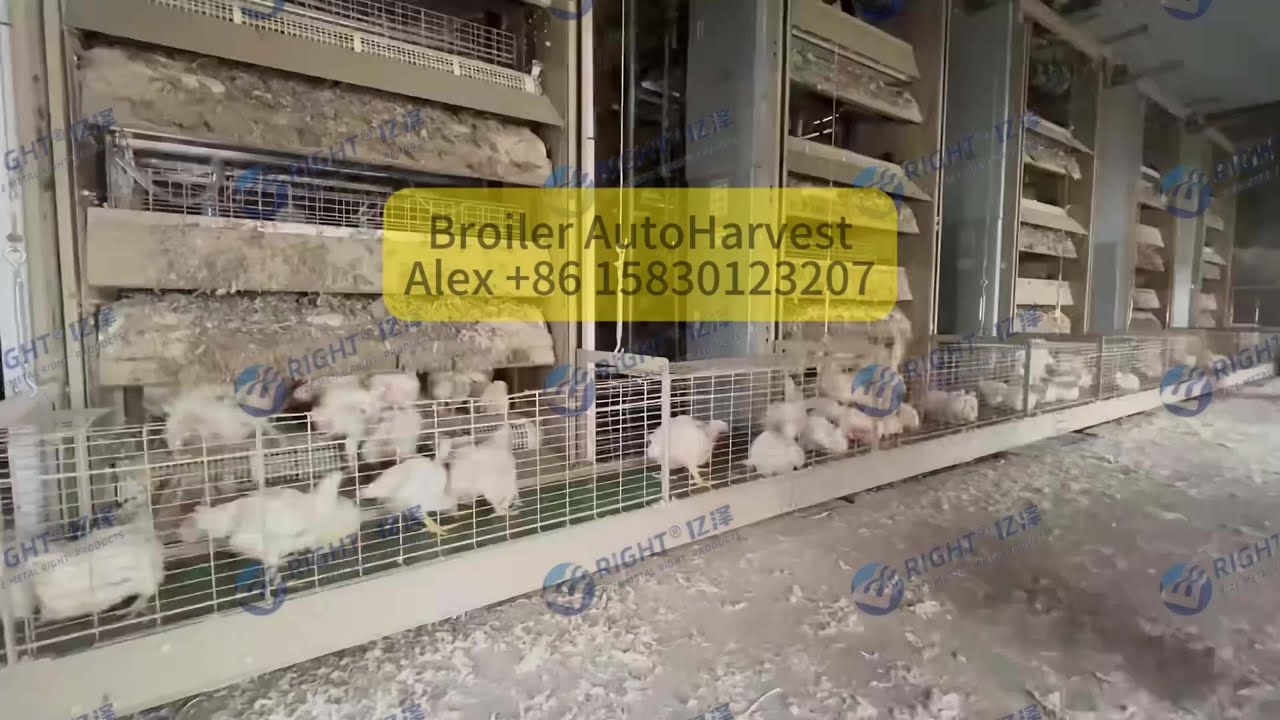 Auto Harvest System for Broiler Farms
Designed for 40,000 / 60,000 / 80,000 broiler capacity.

This