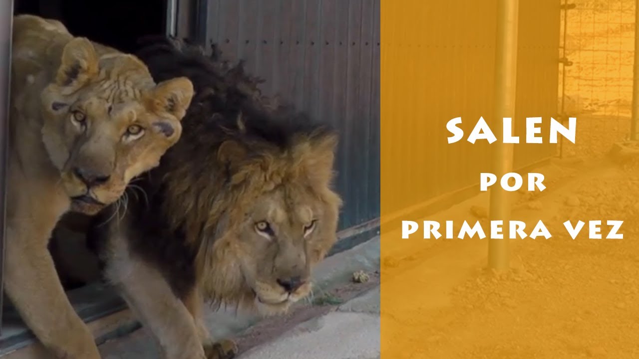 50 años de AAP - Animales salen por primera vez en AAP