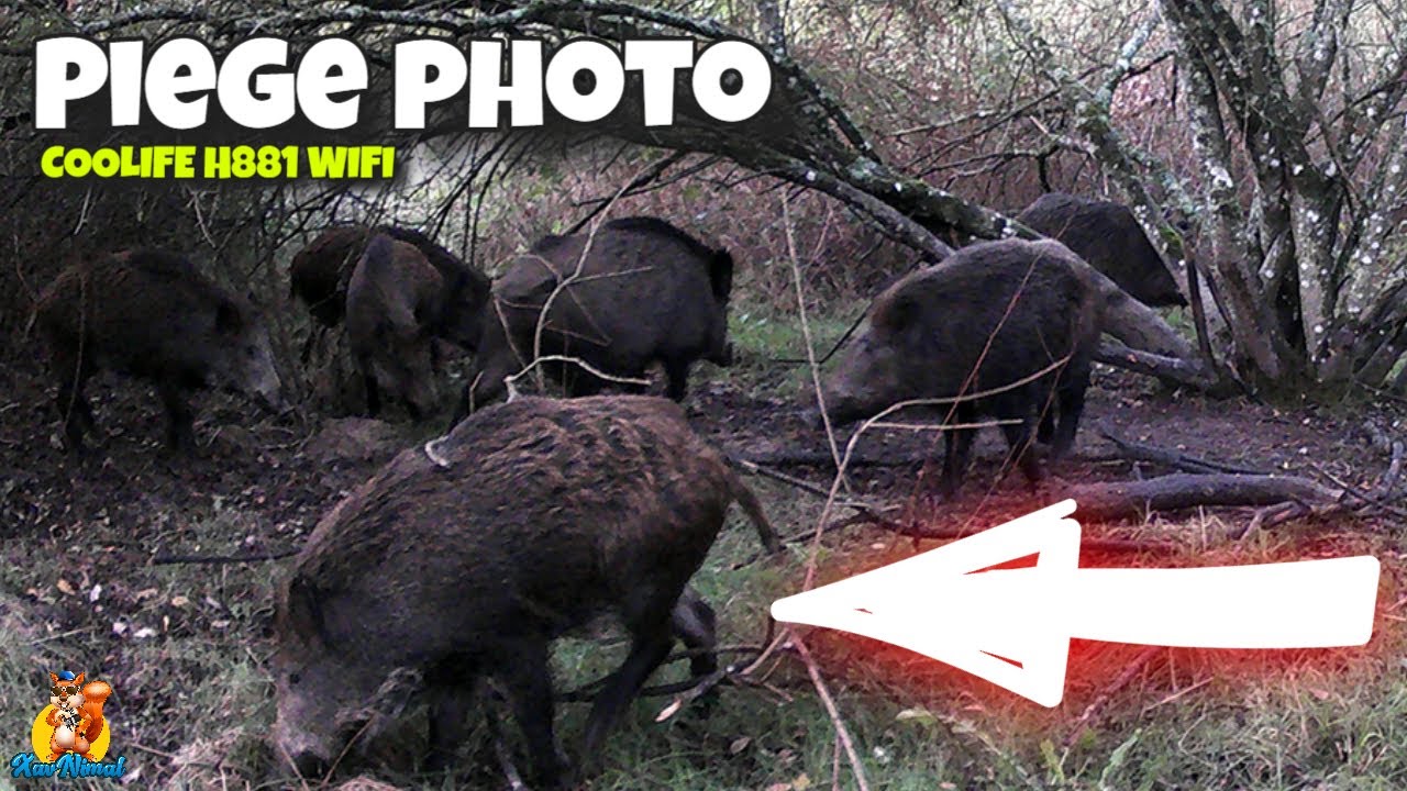 Piege photo animaux : COOLIFE H881 WIFI #coolife