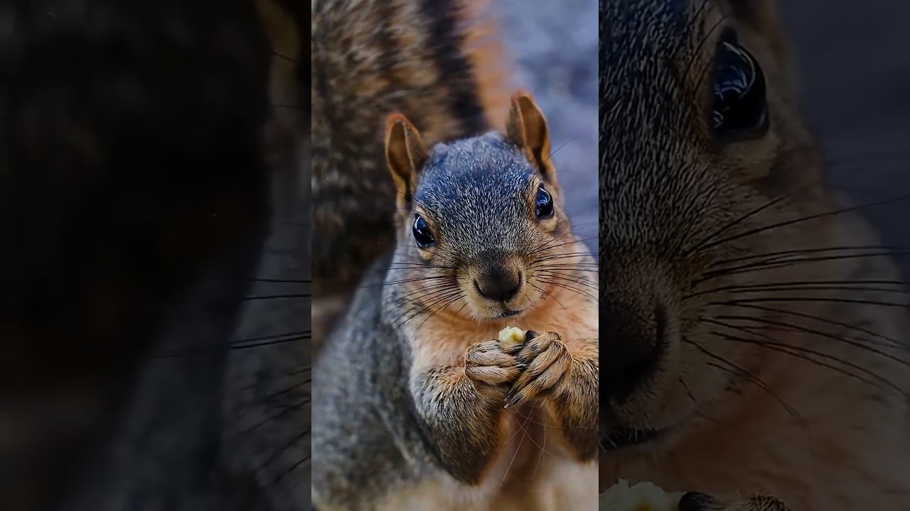tree squirrels making the most of a fall afternoon at Fort Morgan’s Riverside Park 