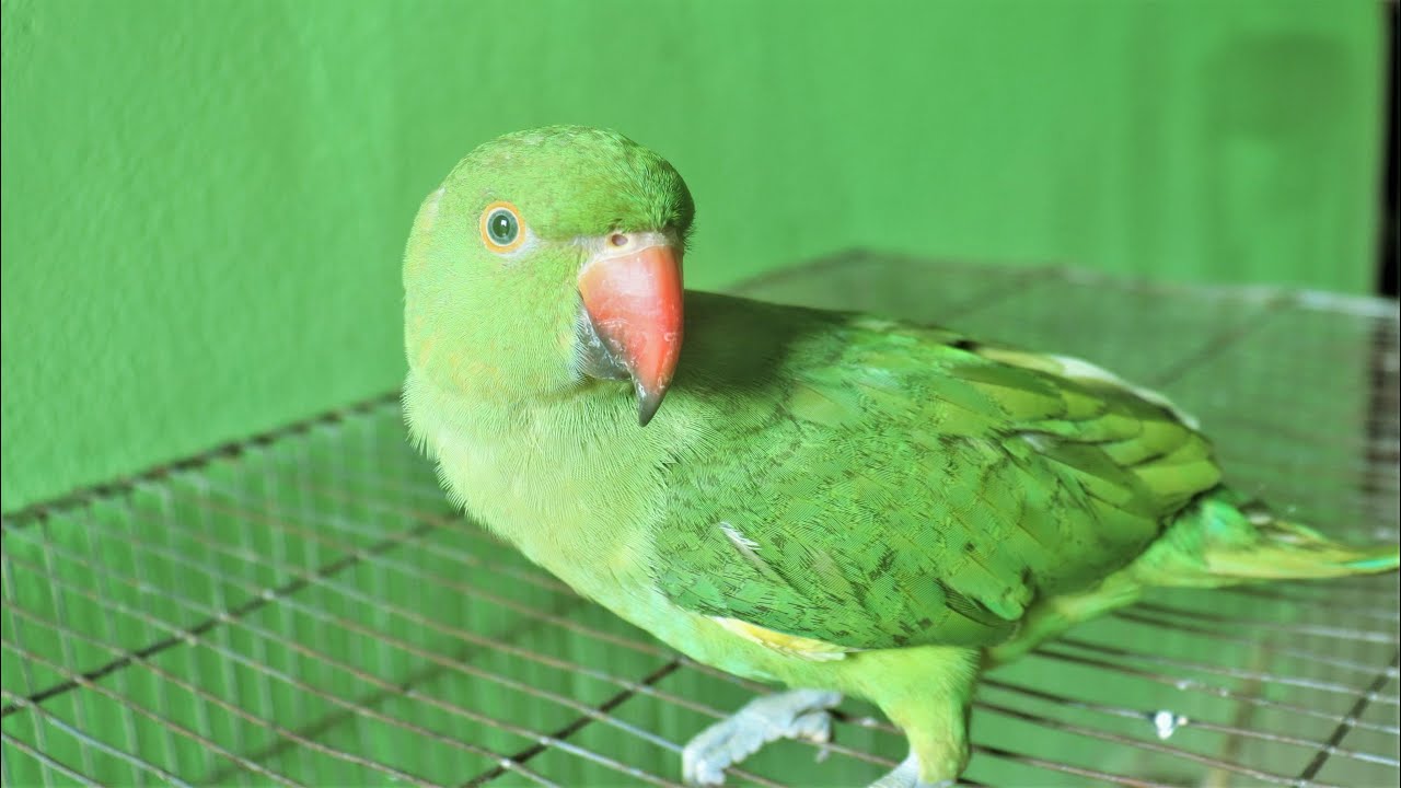 Loud Parrot Chirping at Morning | Natural Parrot Sounds | Parrot Calling Sounds ||