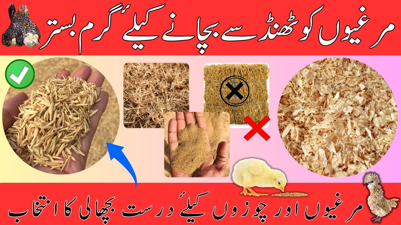Best bedding for chickens | Best Litter Material for Chicken Cages | Rice Husk | Chicks bedding