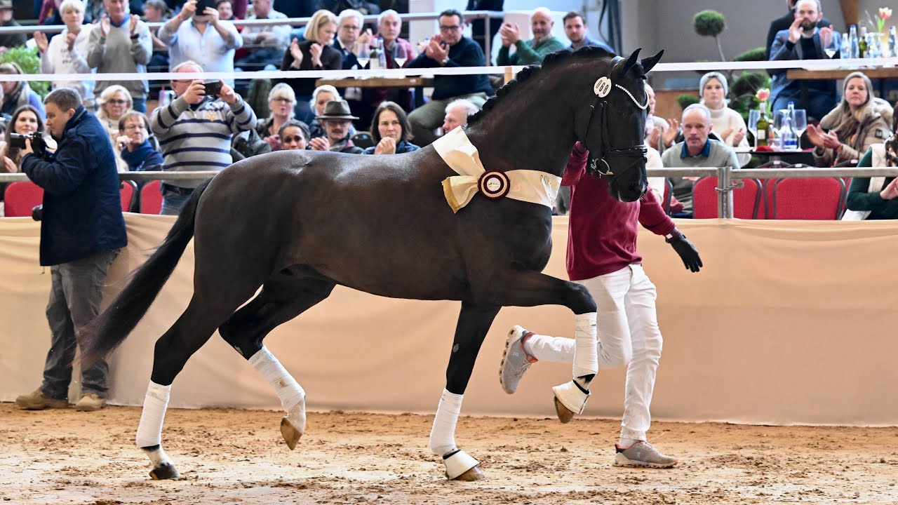 Succession (Secret x Dancier) Premium Stallion DSP 2023