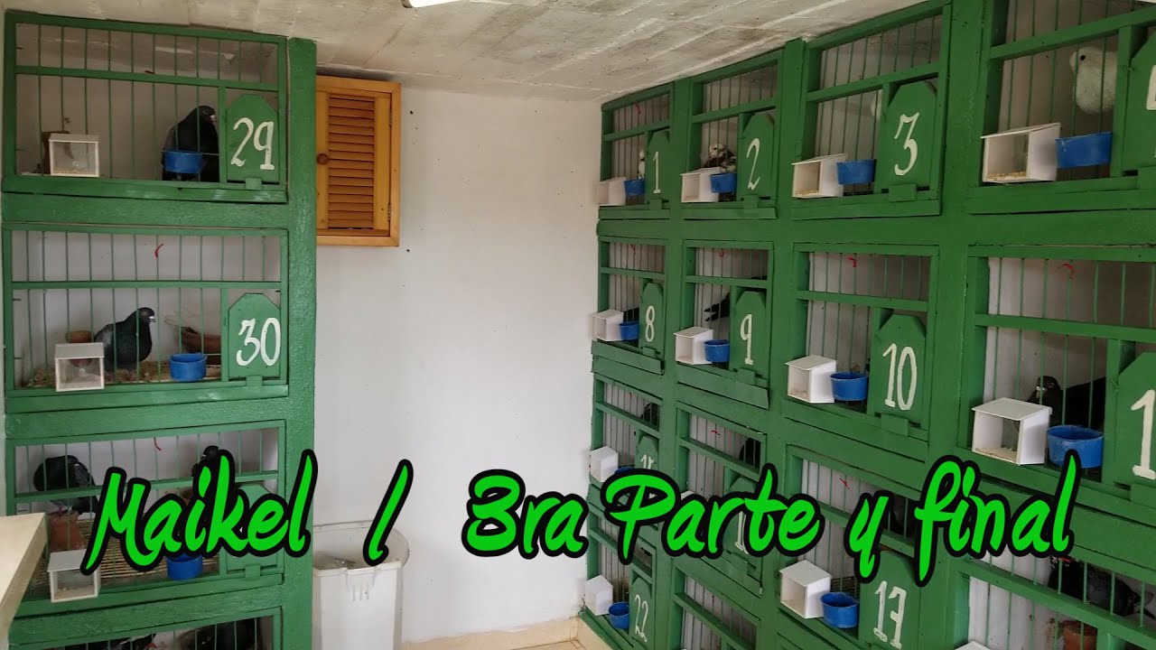 Palomar de Maikel en Guanabacoa. Uno de los más respetables criadores. Parte 3