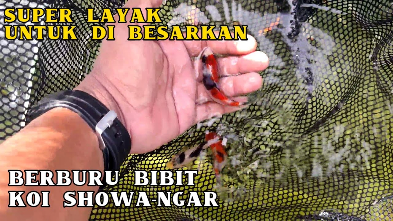 CARI BIBIT KOI SPESIALIS SHOWA-NGAR KE PENGEPUL & PETANI..HARGA PARTAI