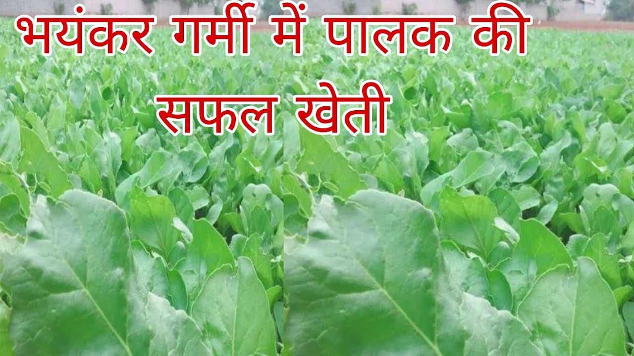 palak ki kheti। गर्मी में पालक की खेती।  Spinach  farming। मार्च-अप्रैल मैं पलक की खेती। Palak