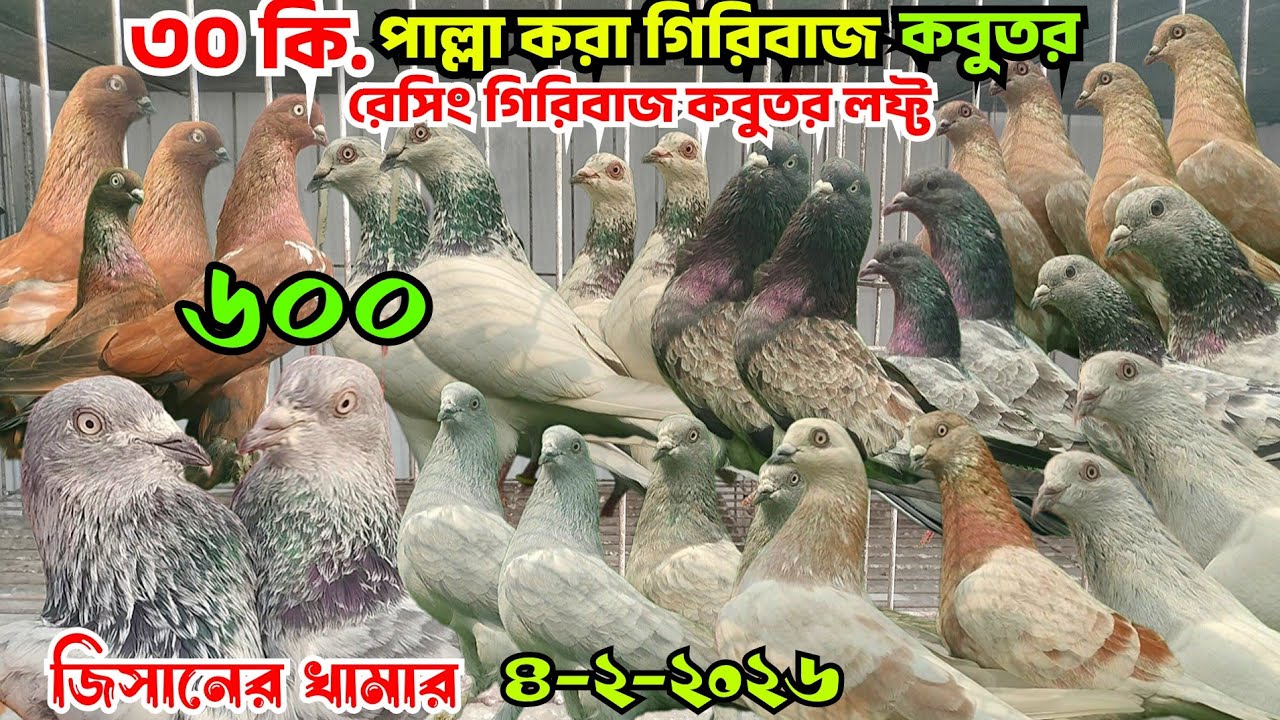 ৩০ কি.পাল্লা করা রেসিং গিরিবাজ কবুতর কিনুন। সিলভার গিরিবাজ কবুতর। বেজি কবুতর চিলা কবুতর। জিসান