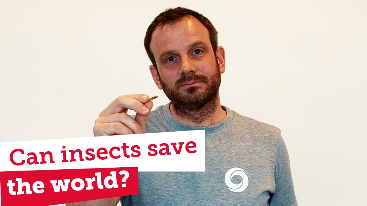 Can black soldier flies help us save the world?