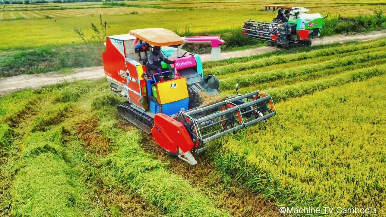 Kubota Harvester DC108x Cropping Rice By Safety Operator Rice Harvesting Machine Working Skills
