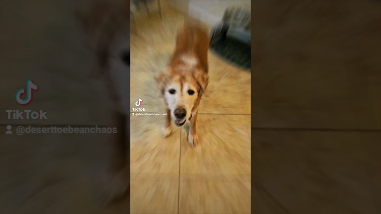 Adorable Senior Fox Red Lab & Shar Pei Wait for Delicious Lunch
