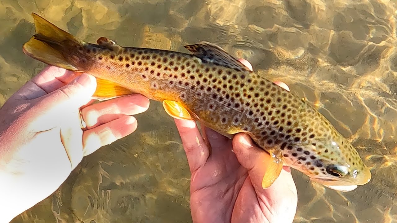Tenkara in the Iowa Driftless - Vlog #113