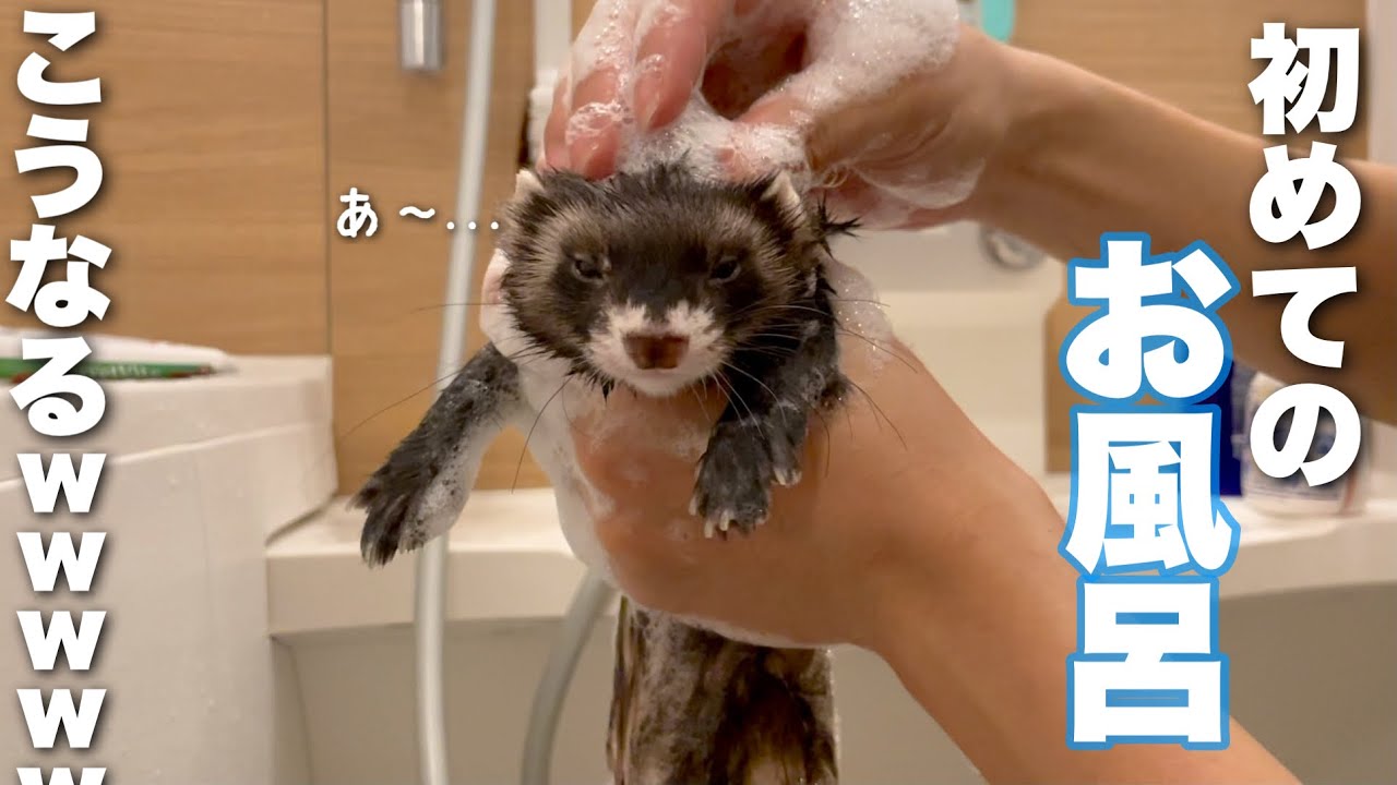 初めてお風呂に入った赤ちゃんフェレットの反応がこちらですwww