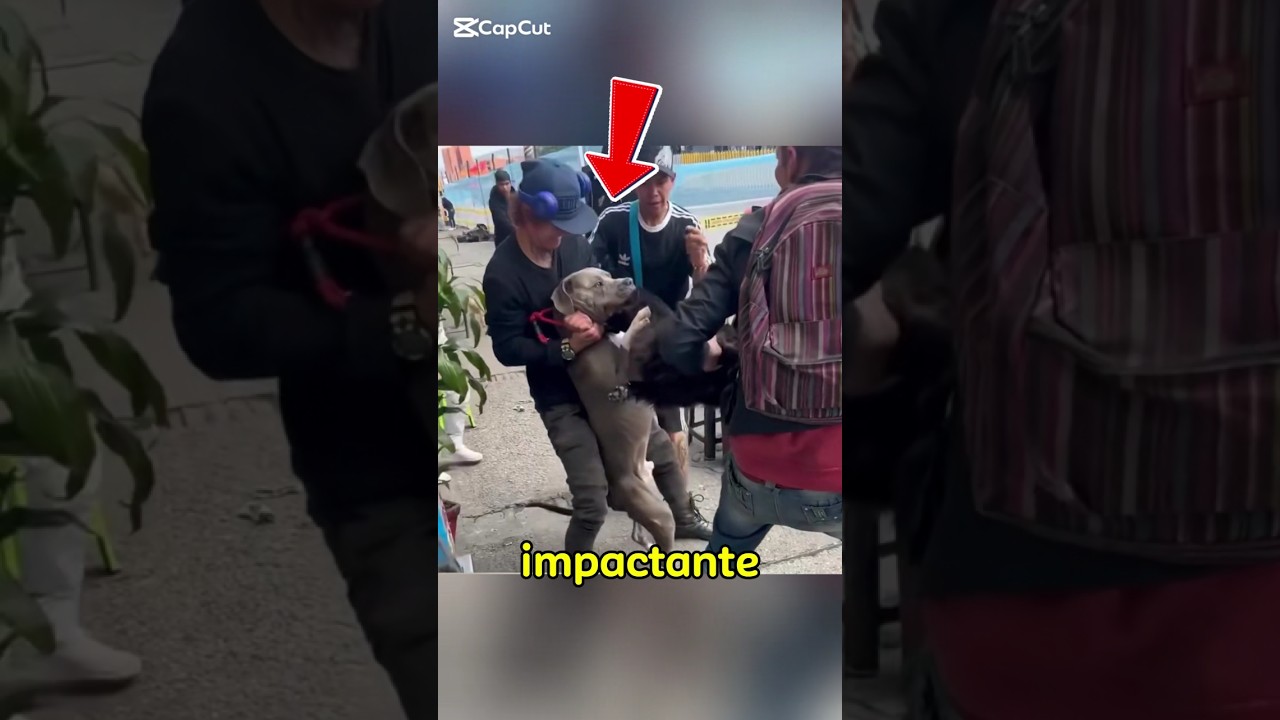 La manera correcta de separar a un pitbull en una pelea #pitbull #perros #mascotas