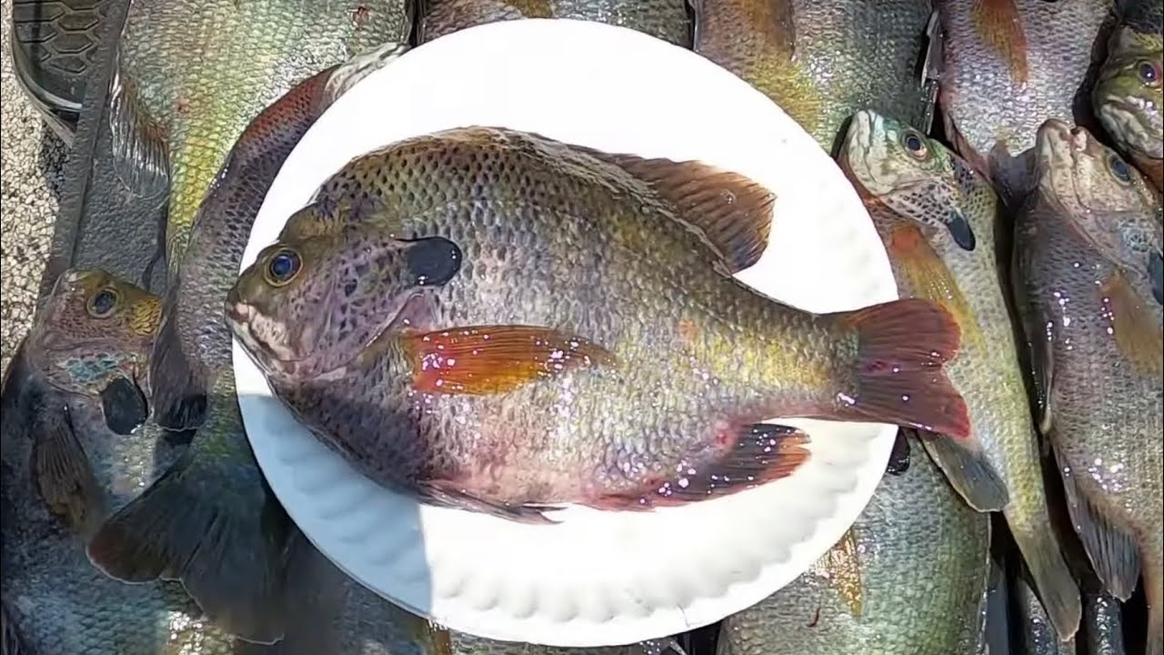 45 Minutes Of MONSTER BLUEGILL CATCHES‼️ The BIGGEST BLUEGILL On YOUTUBE‼️
