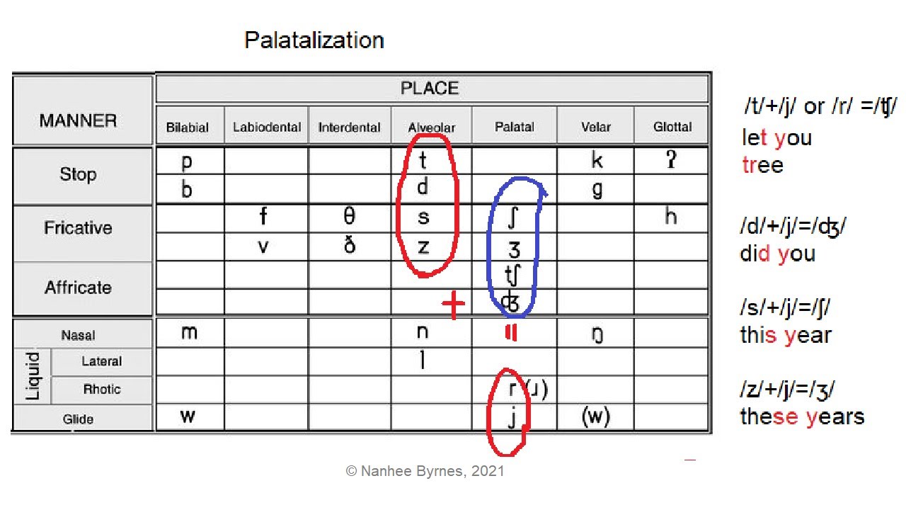 Palatalization in English