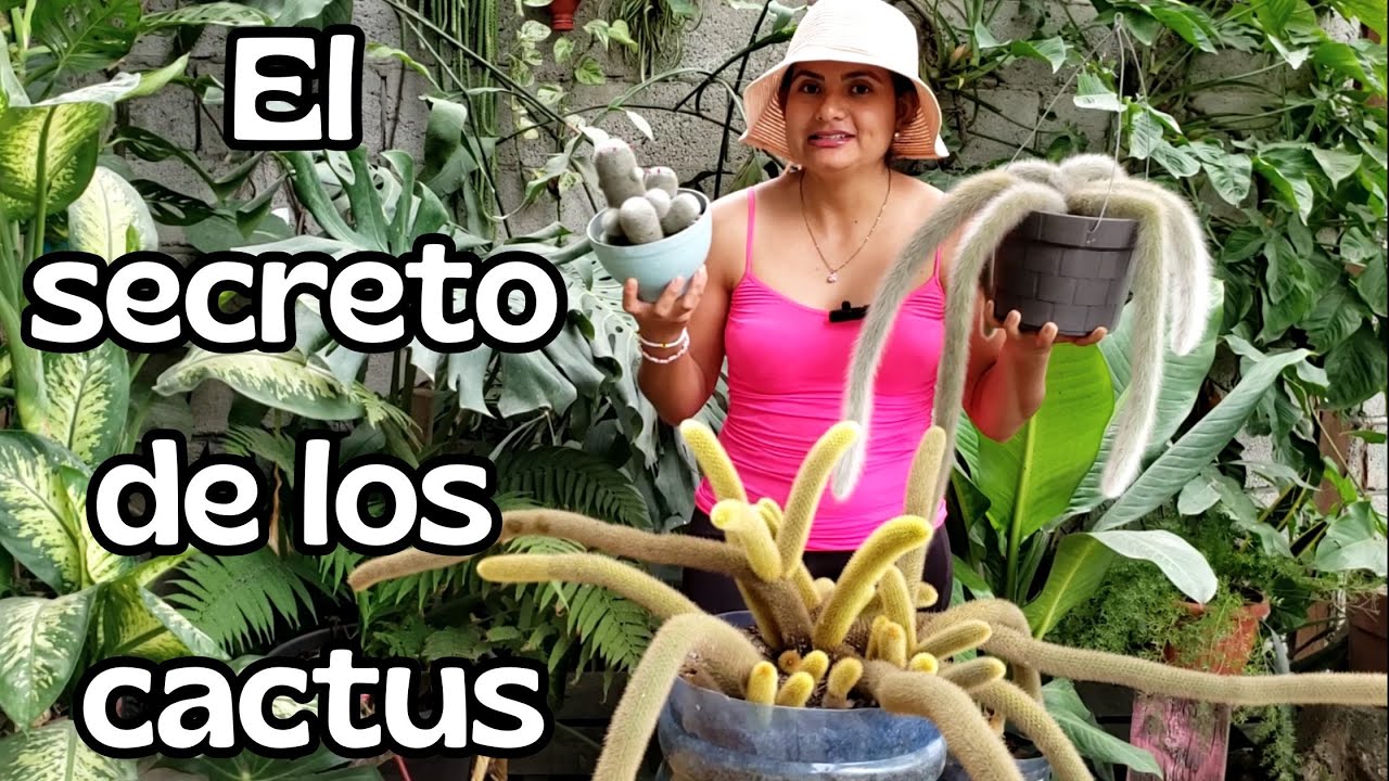 El SECRETO para que crezcan rápido los CACTUS
