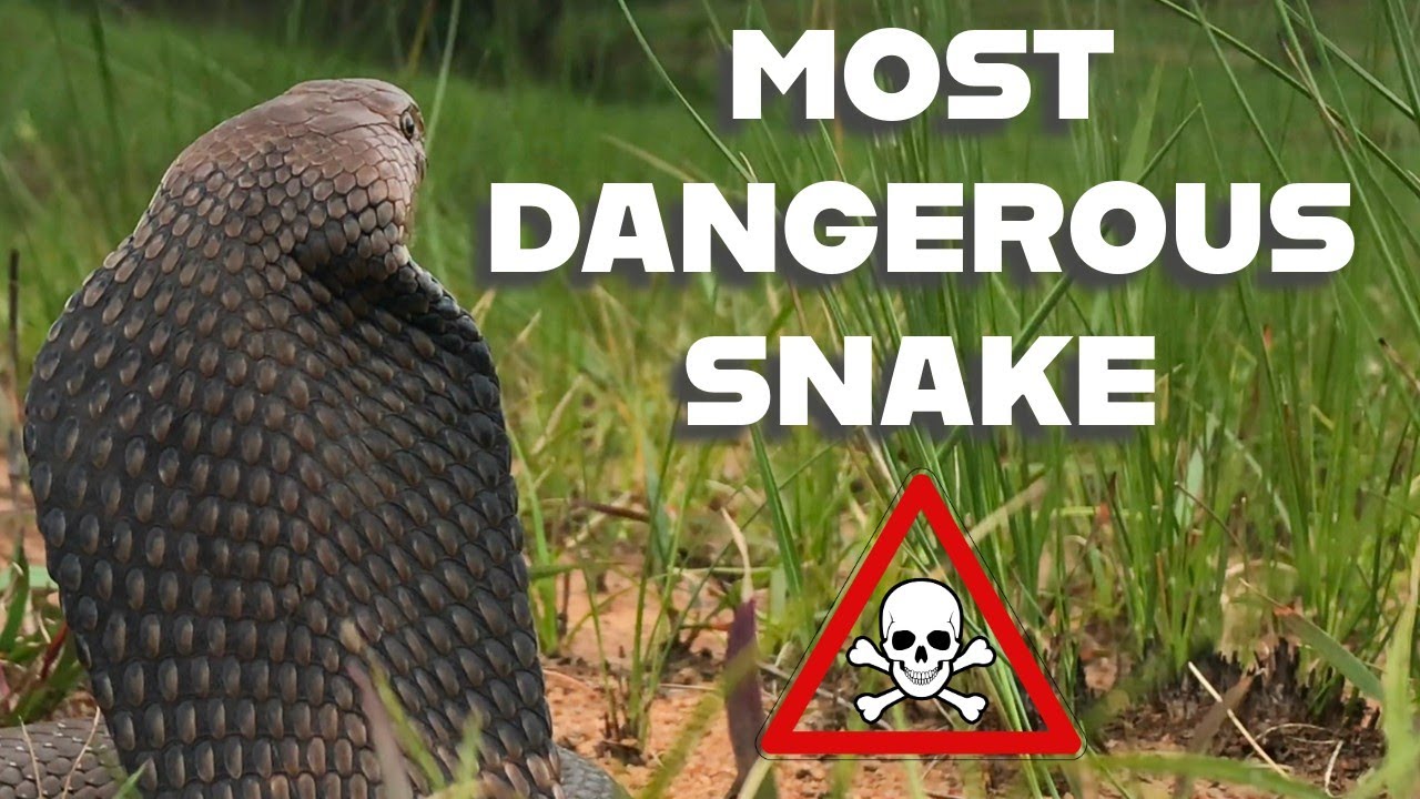 Mozambique Spitting Cobra - The Most Dangerous Snake in South Africa
