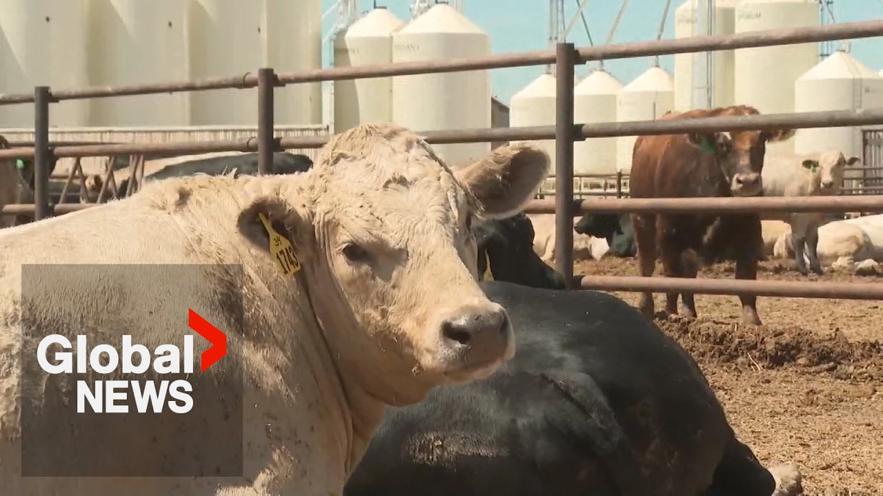 Why Canadian beef costs so much more than Australian beef