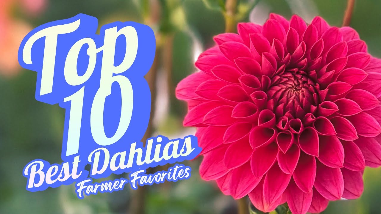 My Top 10 Dahlia Varieties for Market Bouquets (Farmer Favorites)