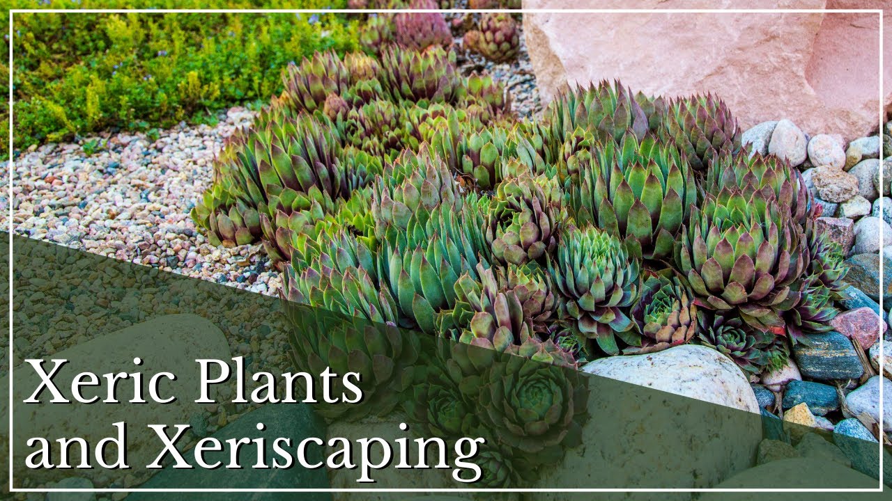 Xeric Plants and Xeriscaping