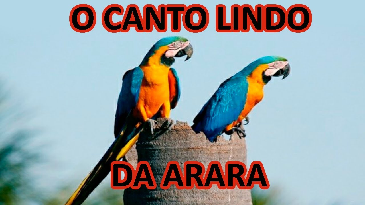 LINDO!!! Canto da Arara - O Canto da Arara Canind&eacute; - Som da Arara Caninde -  Arara Canind&eacute; CANTANDO!