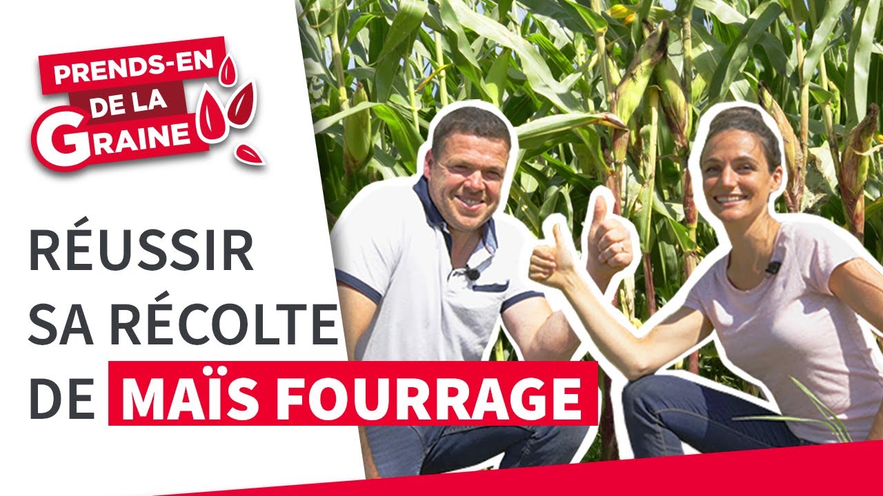 Maïs fourrage : quand et comment récolter ? | Prends-en de la graine | LG Seeds