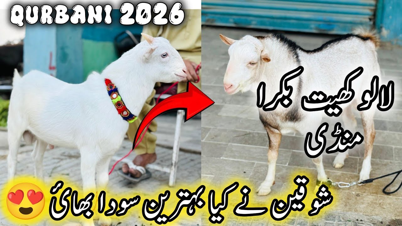 Lalukhet Bakra Mandi Karachi Latest Rates Update | 1 March 2026 | Bakra Mandi Karachi | Season 2026.