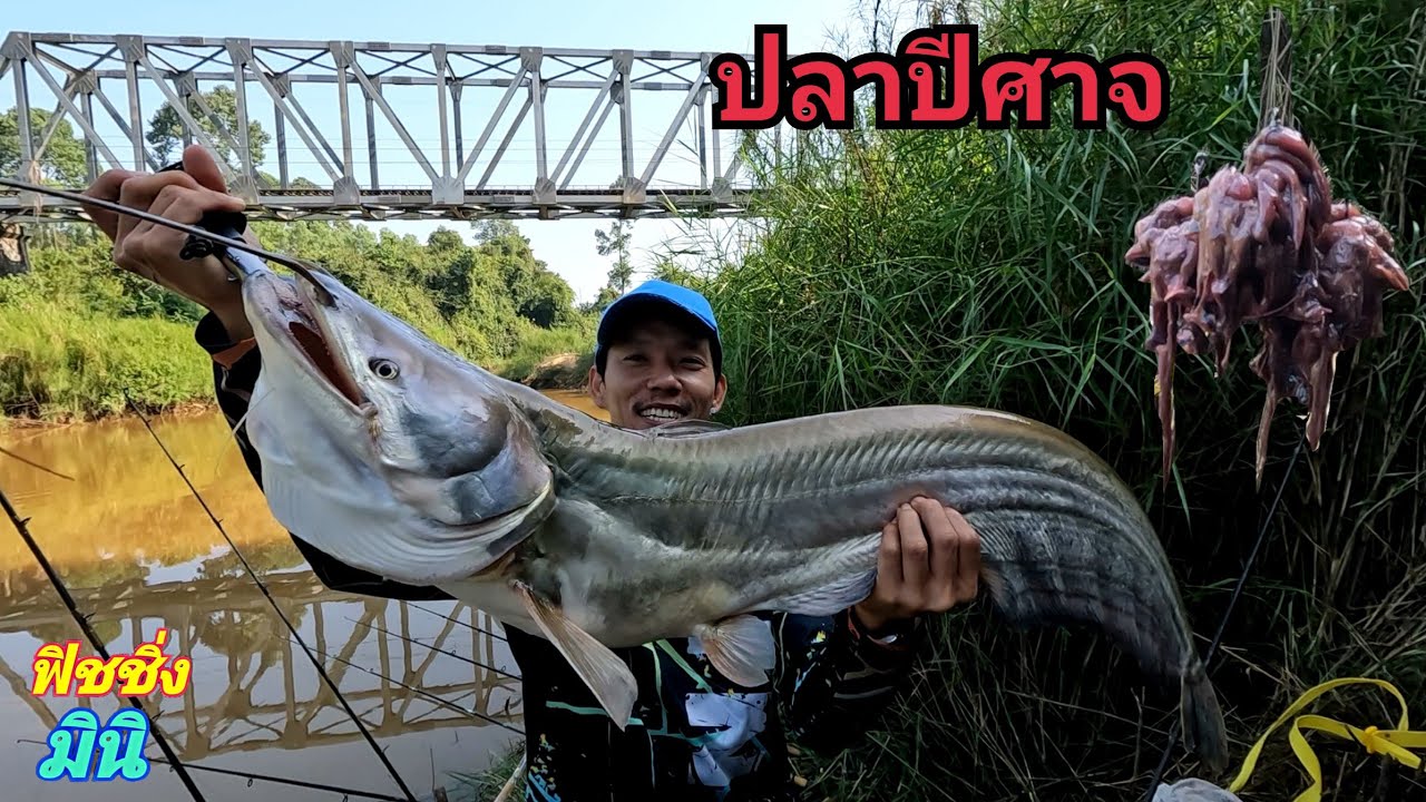 ..ปลาค้าวยักษ์แม่น้ำ..กินยับ.. 😱 เปิดฤดูกาลเหยื่อสดหน้าดิน ฟิชชิ่งมินิ.