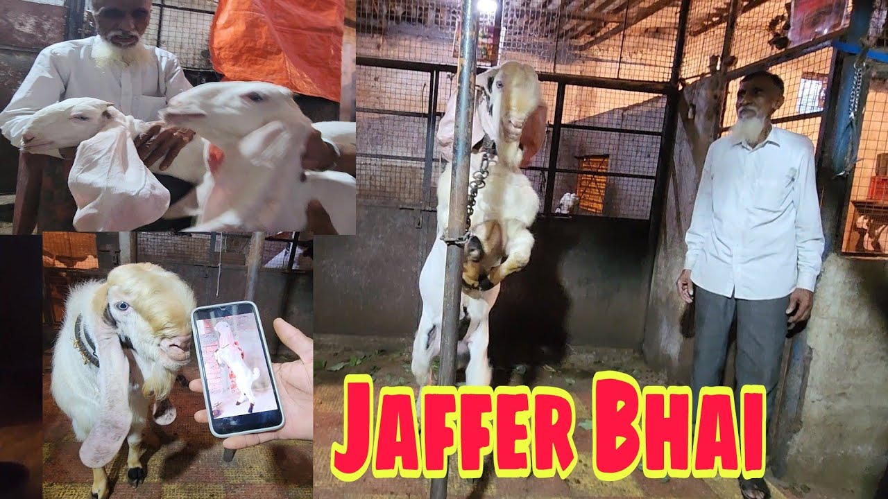 Jaffer Bhai Ka Sabse Purana Hyderabadi Breeding Setup | Gulabi Ka Sabse Shandhaar Collection.