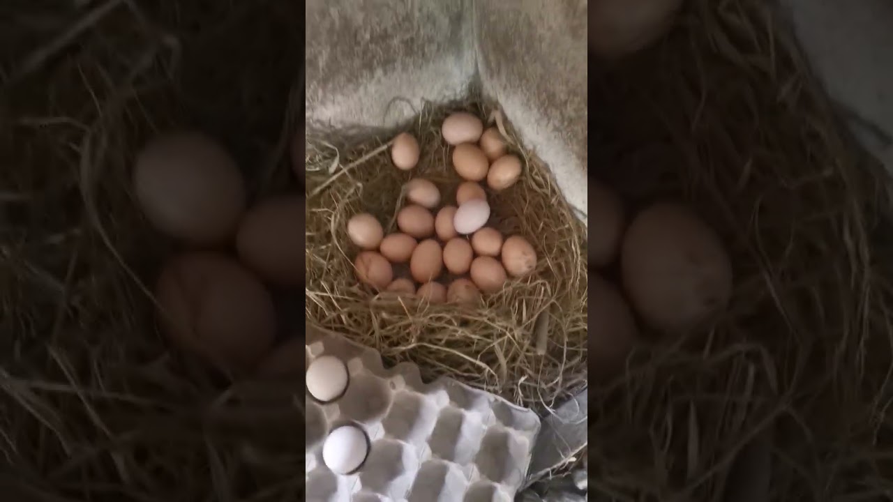 RIR Eggs