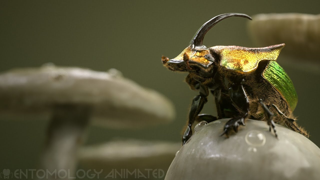 Phaneus vindex sculpting demo overview