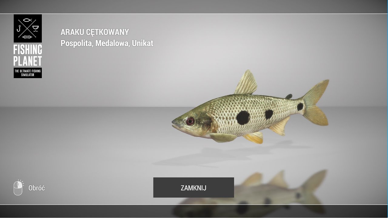 Unikatowy Araku cętkowany * Unique Aracu *