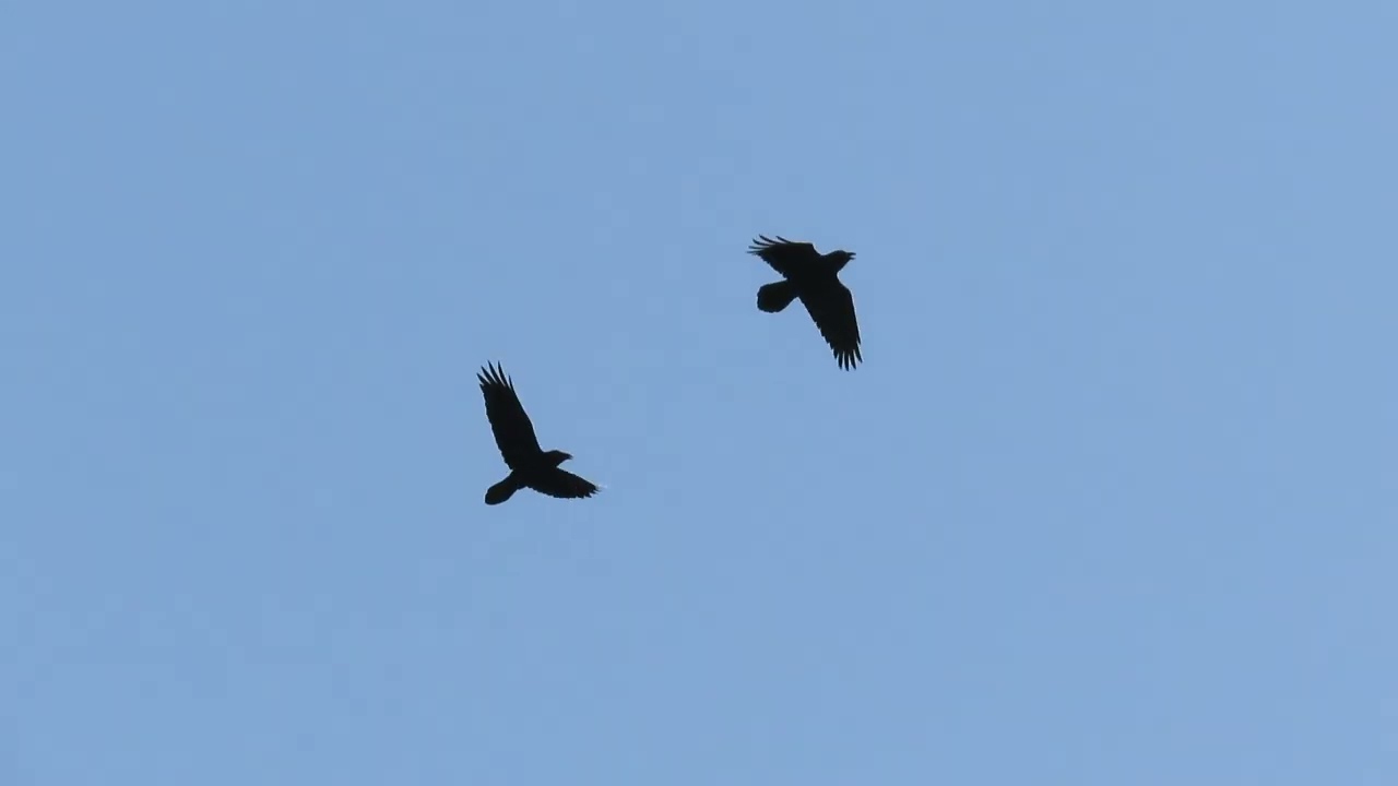 Ravens in synchronized  flight