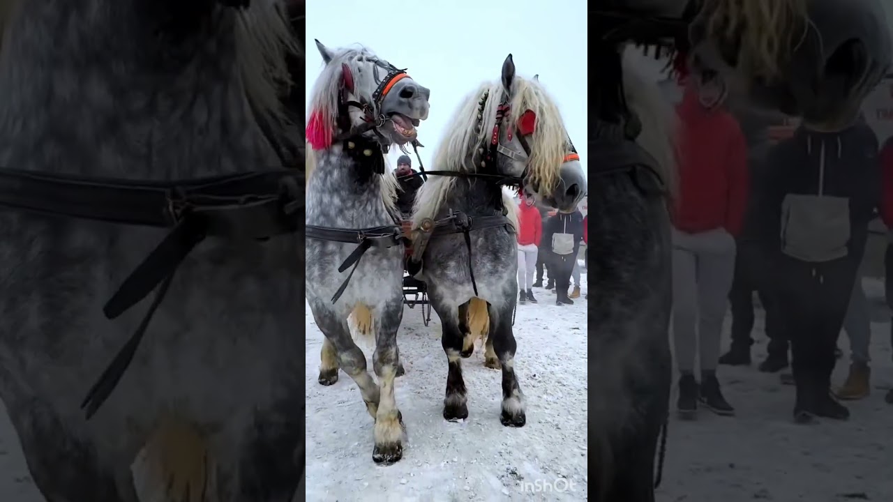 Get Rid of HORSE For Good #horserider #horse #fyp