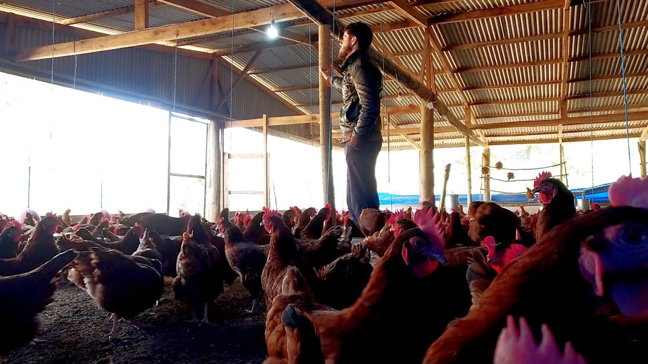 Tudo que você precisa saber antes de montar sua criação de galinhas caipira🥚🐣🐓💰