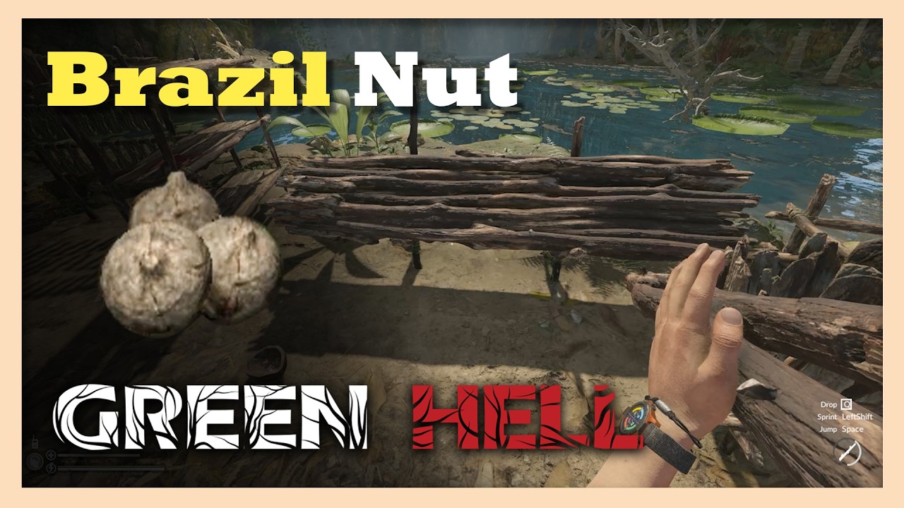 Where to Find Brazil Nuts in Green Hell | Beginner Guide
