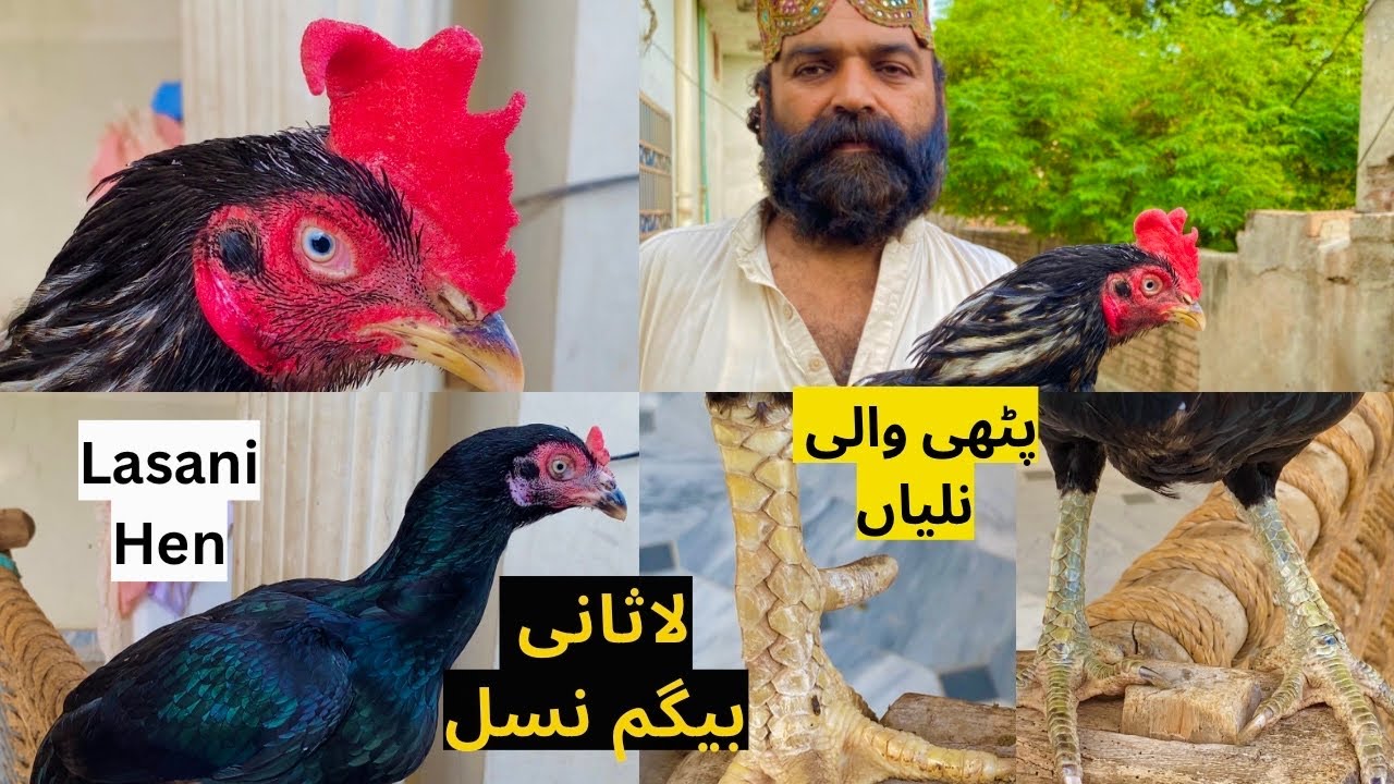 Hmara Nayab Lasani Bengum Breeder Pair