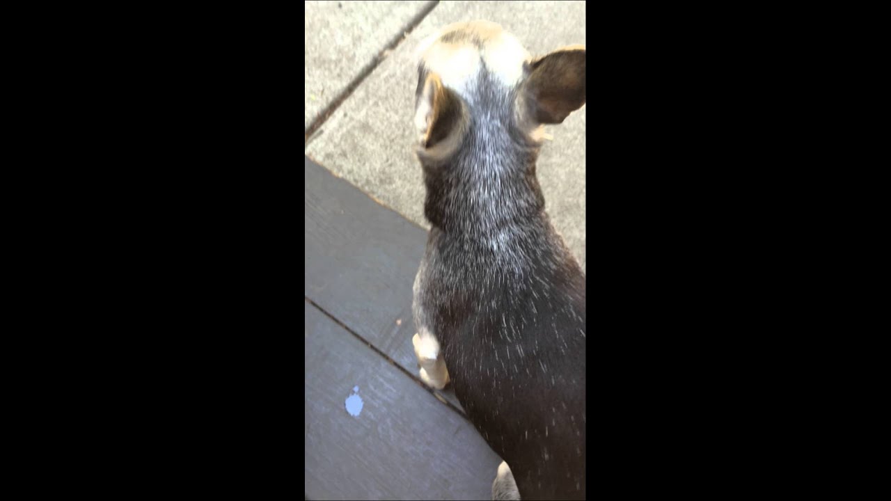 Flea combing Chihuahua チワワとノミ取りのクシ