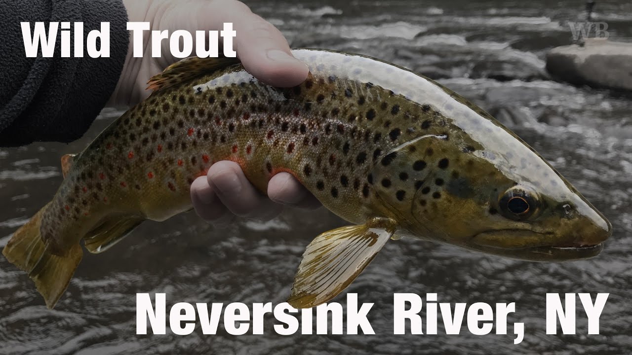 Fly Fishing Wild Trout, Neversink River, NY - Wooly Bugged