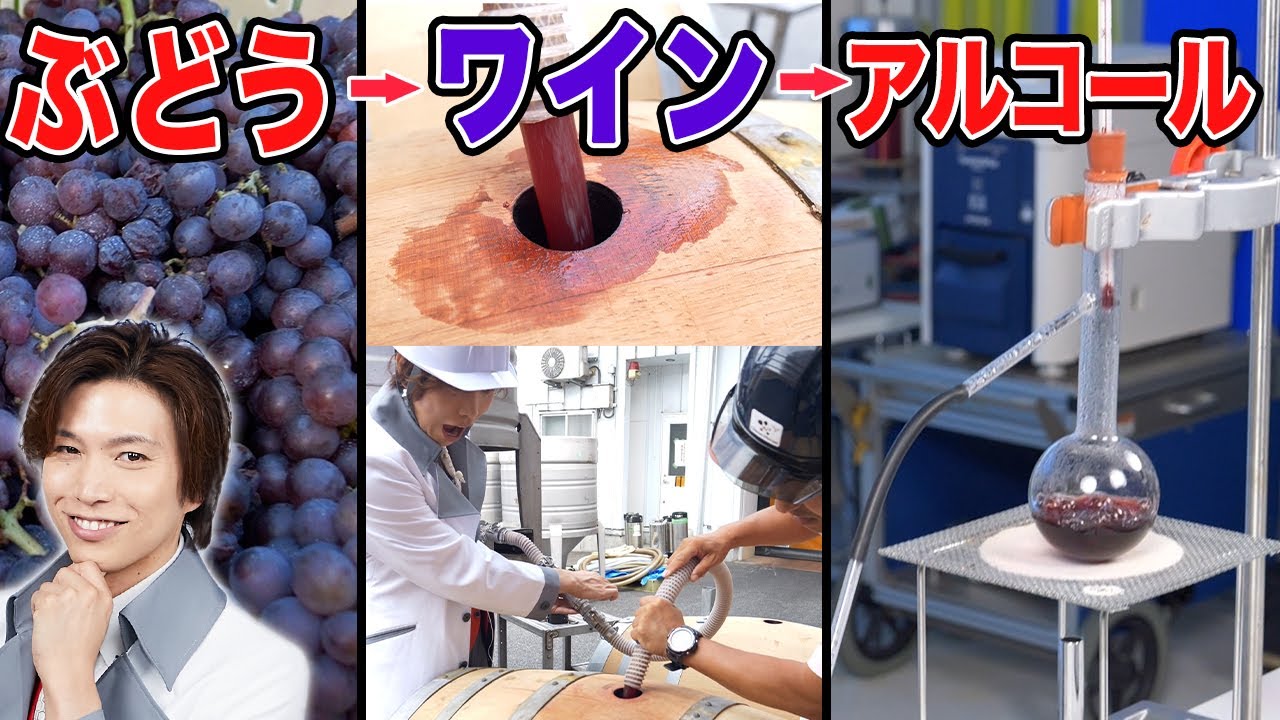 ぶどうからワインを作ってエタノールを取り出しアルコールランプに火を灯してみる　ボジョレーヌーボー解禁