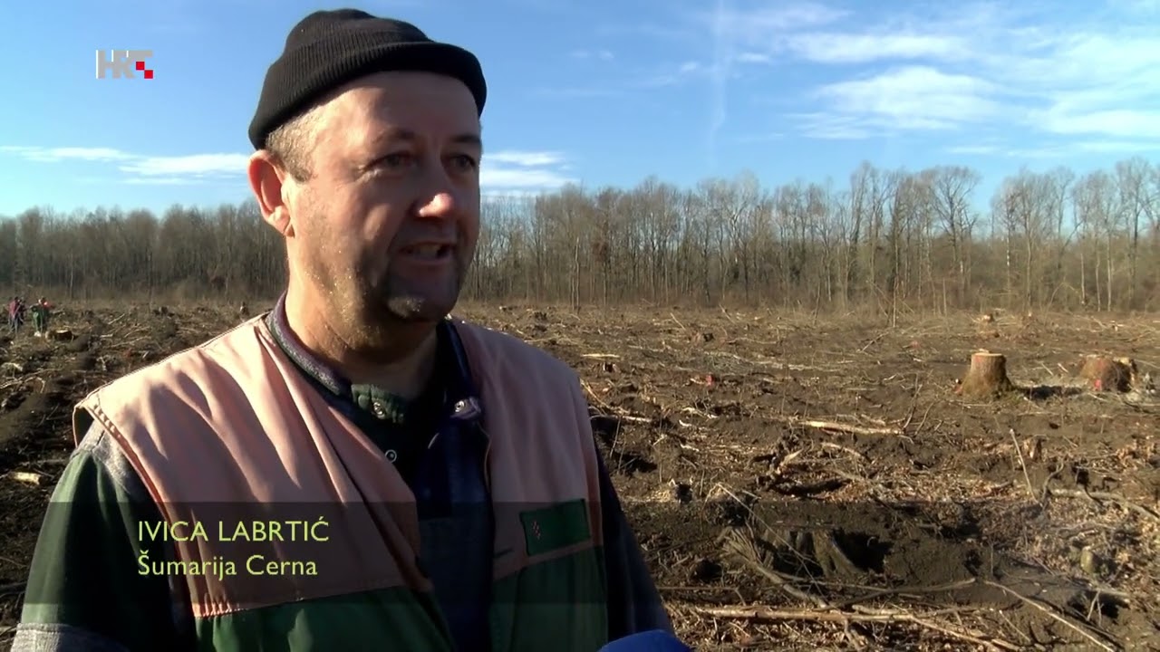 Sanacija spačvanske šume nakon nevremena u ljeto 2023. Eko zona HTV 08.01.24.