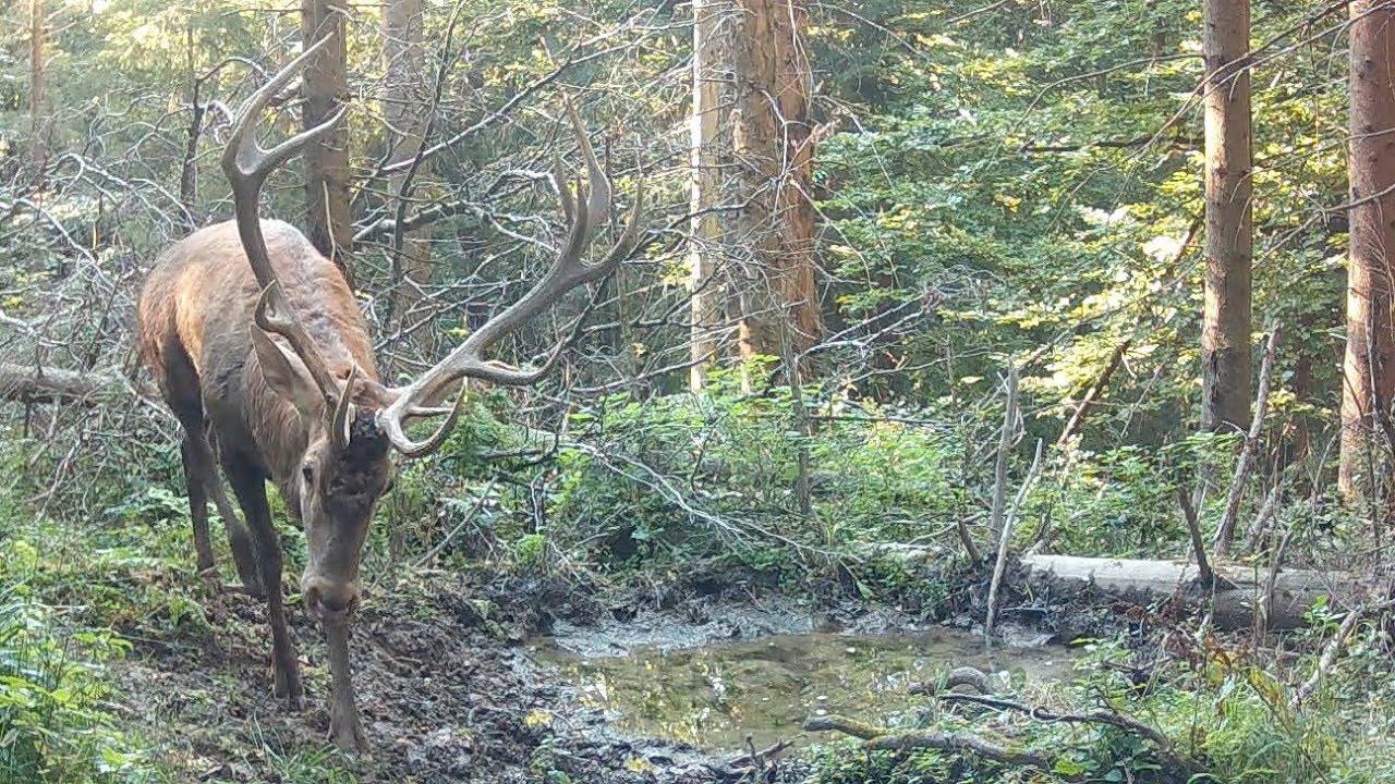 Jelenia ruja 2024 | Deer rut 2024