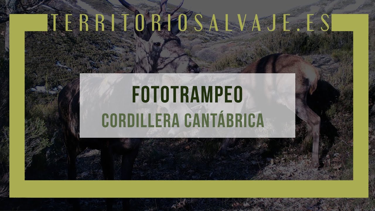 Fototrampeo en la Cordillera Cant&aacute;brica.