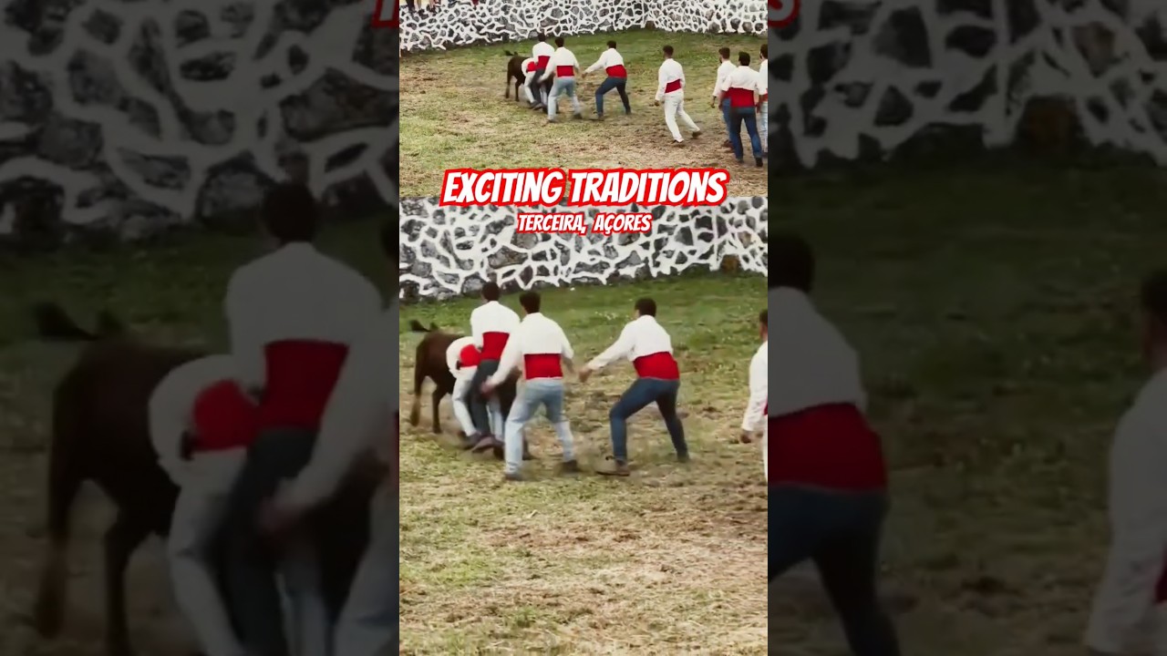 AZORES: Forcada Tradition #bull