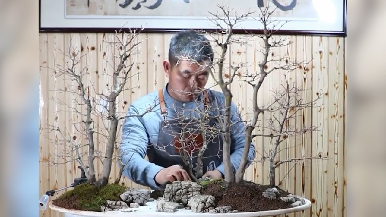 How to bend a bonsai - great bonsai bending skills #108