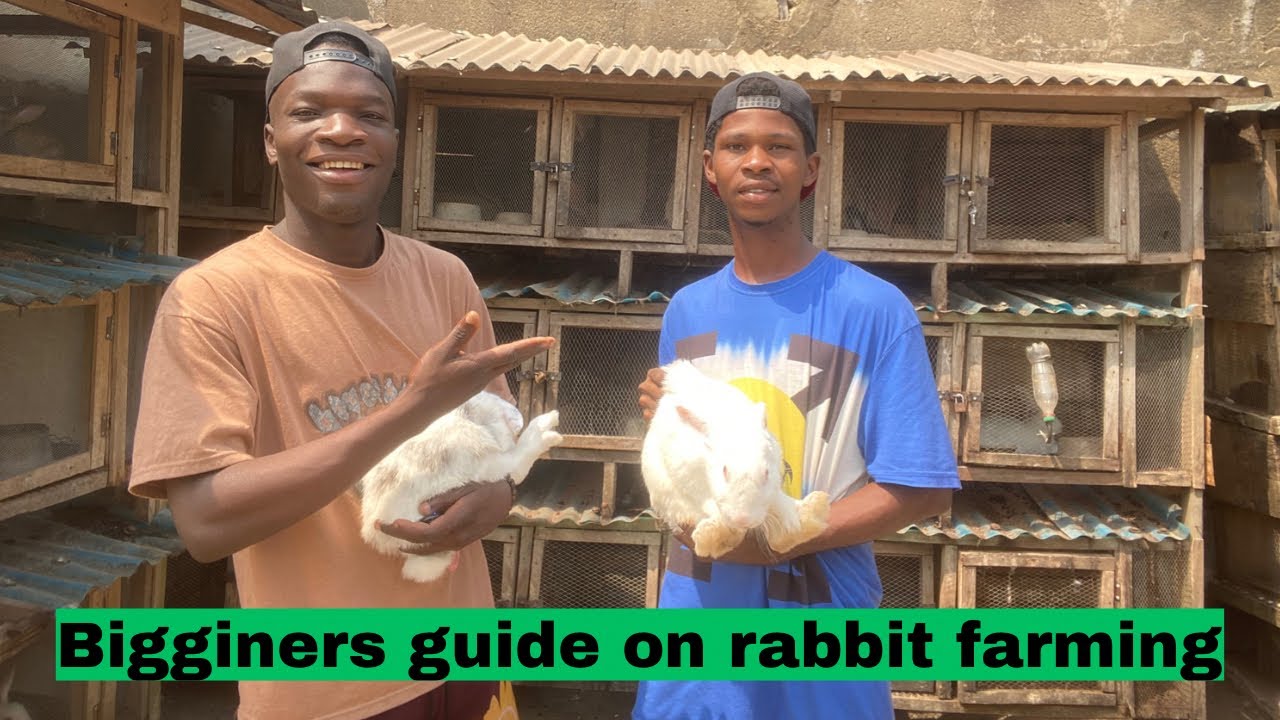 How a beginner rabbit farmer visited my farm and asked me a lot of questions about rabbit farming