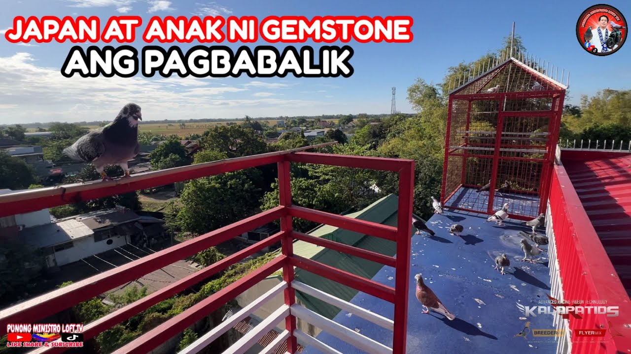 EP1263 ANG PAG BABALIK NI JAPAN AT ANAK NI GEMSTONE SA BBC NORTH DERBY!